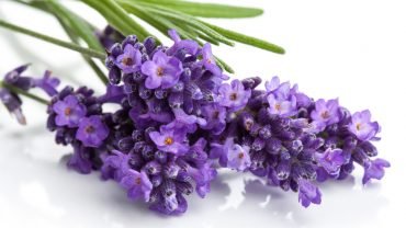 Lavender health benefits