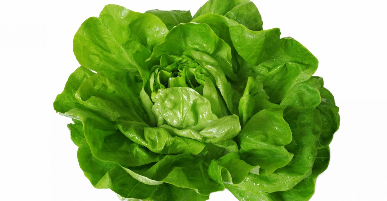 11 Impressive Health Benefits Of Lettuce Natural Food Series
