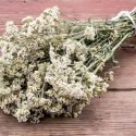 11 Amazing Health Benefits of Yarrow