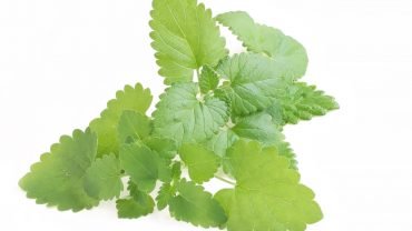 11 Amazing Health Benefits of Catnip