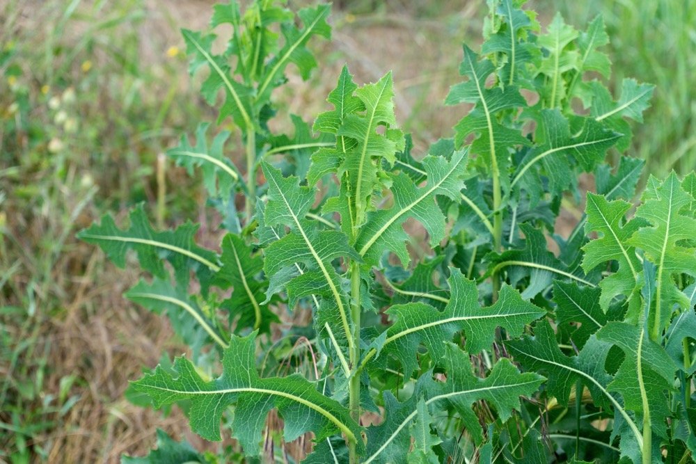 wild lettuce