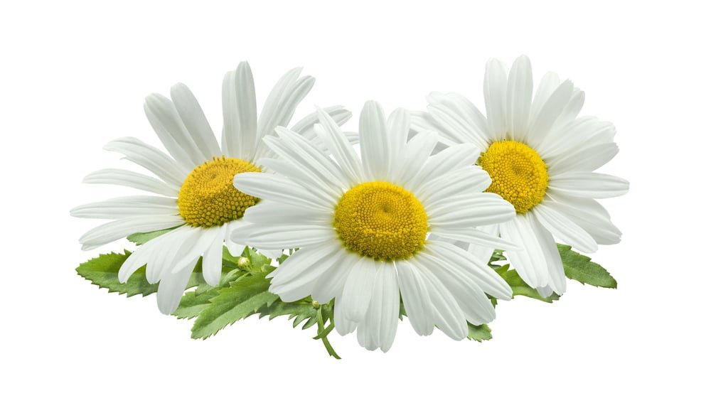 Chamomile
