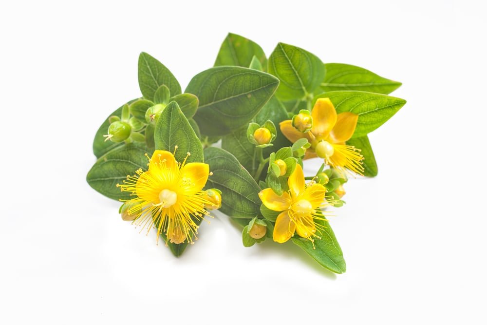 St. John's Wort 