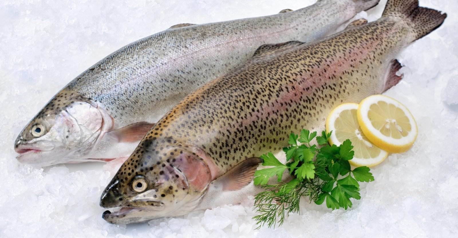 11 Health Benefits Of Rainbow Trout Natural Food Series