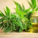 Benefits And Uses Of CBD Oil