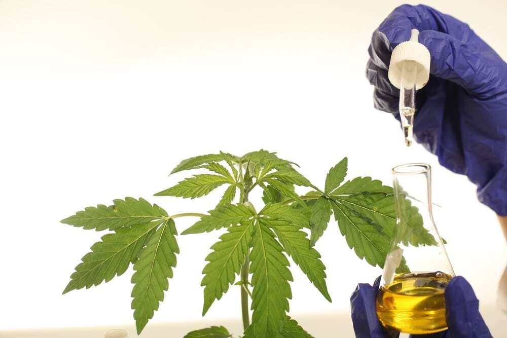 CBD Oil: Uses, Risks and Health Benefits