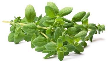 11 Amazing Benefits of Marjoram