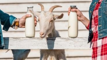 9 Amazing Benefits & Uses of Goat Milk