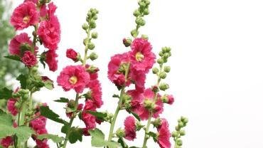 Benefits and Uses of Hollyhock